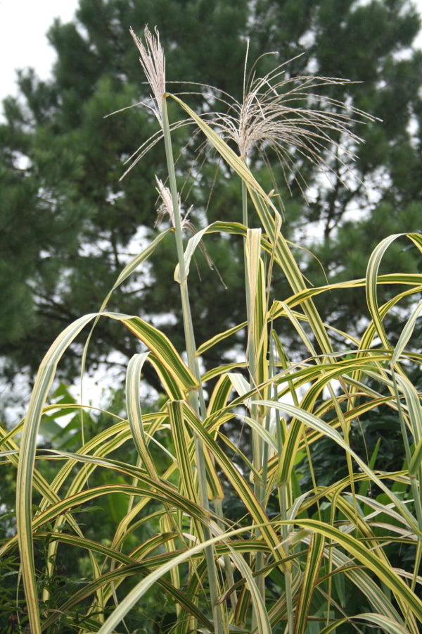 Image of Miscanthus x giganteus 'Gilded Tower' PP 14,743