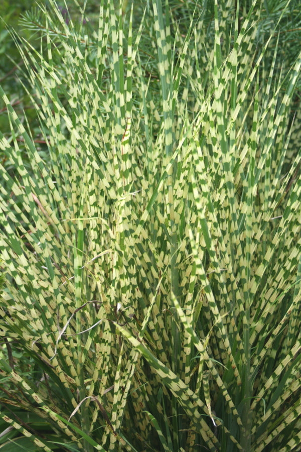 Image of Miscanthus sinensis 'Gold Bar' PP 15,193