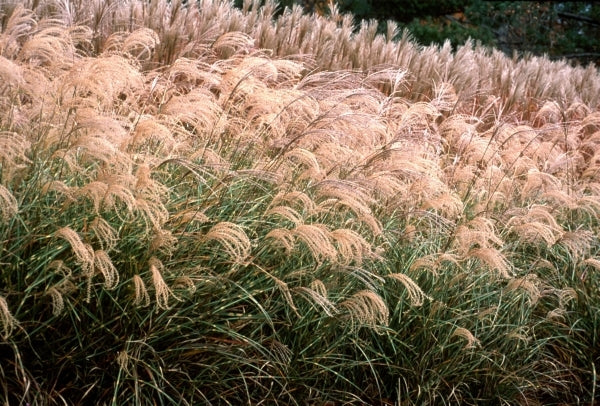 Image of Miscanthus sinensis 'Little Zebra' PP 13,008