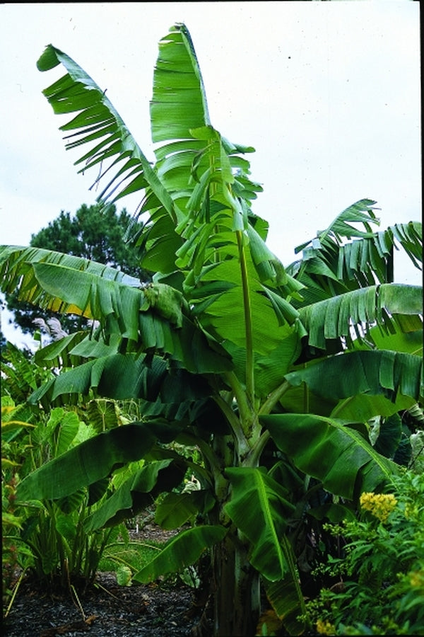 banana tree photo gallery