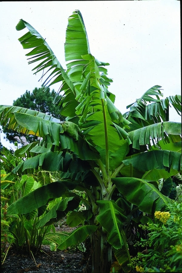 single banana tree