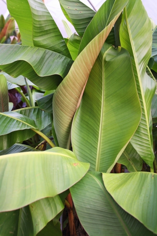 Image of Musa itinerans 'Burmese Blue'