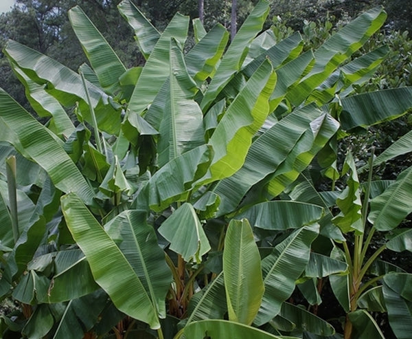 Image of Musa xishuangbannaensis 'Mekong Giant' PP 24,315