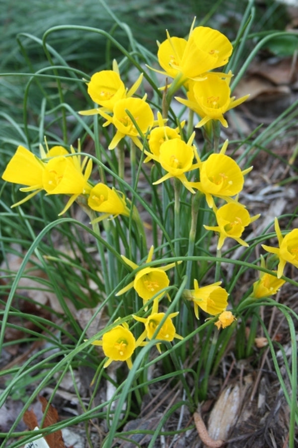 Learn about Narcissus bulbocodium 'Golden Bells' | Golden Bells ...