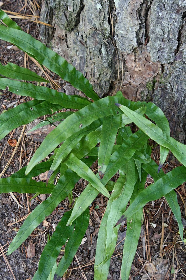 Image of Neolepisorus fortunei 'Green Ribbons'