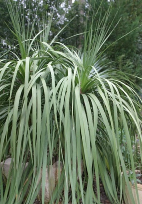 Nolina hibernica – Hardy Beargrass Tree – Buy seeds at