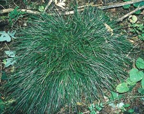 Image of Ophiopogon japonicus 'Seoulitary Man'