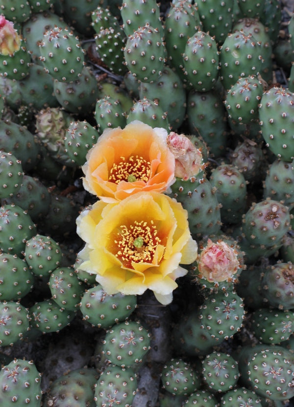 Image of Opuntia fragilis 'Potato'