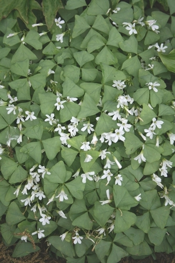 Image of Oxalis regnellii 'Jade' PP 17,558