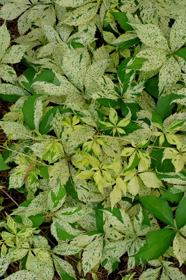 Image of Parthenocissus quinquefolia 'Monham'