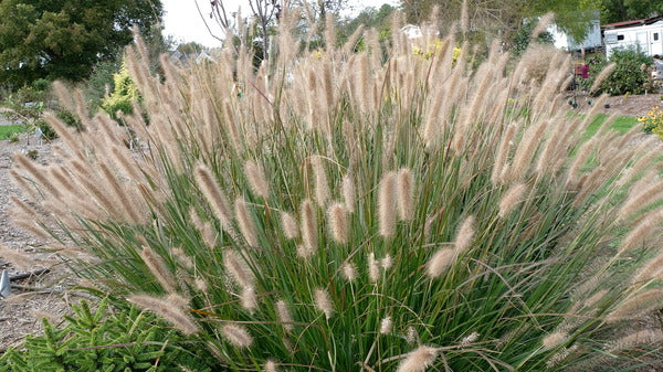 Image of Pennisetum alopecuroides 'Cayenne' PP 31,097