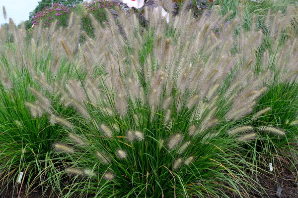 Image of Pennisetum alopecuroides 'Hush Puppy' PP 31,027