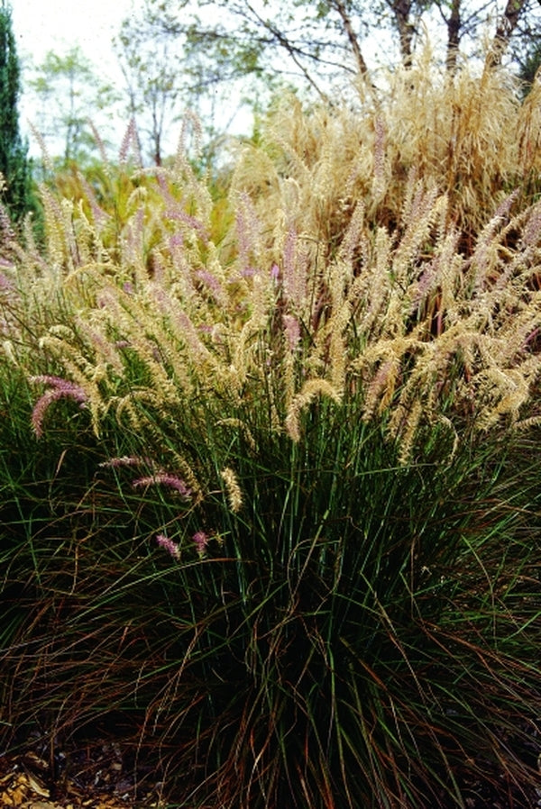 Image of Pennisetum orientale 'Shogun'