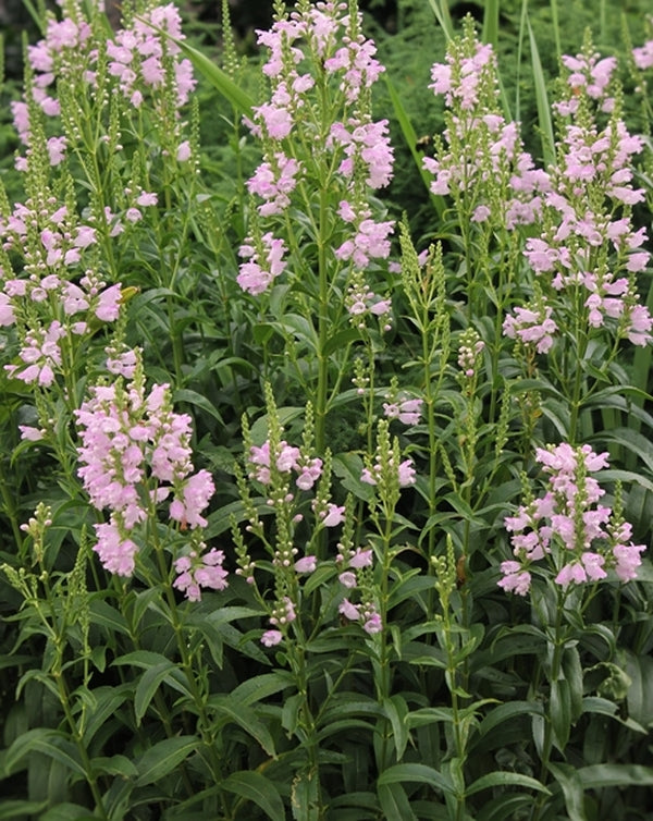 Image of Physostegia virginiana 'Pink Manners' PP 23,482