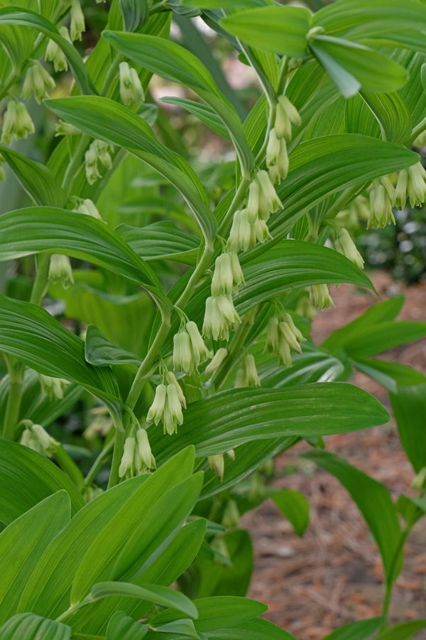 Image of Polygonatum infundiflorum 'Lemon Seoul'