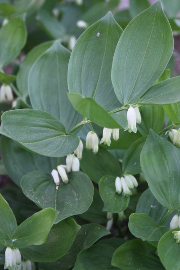 Image of Polygonatum latifolium 'Heronswood'