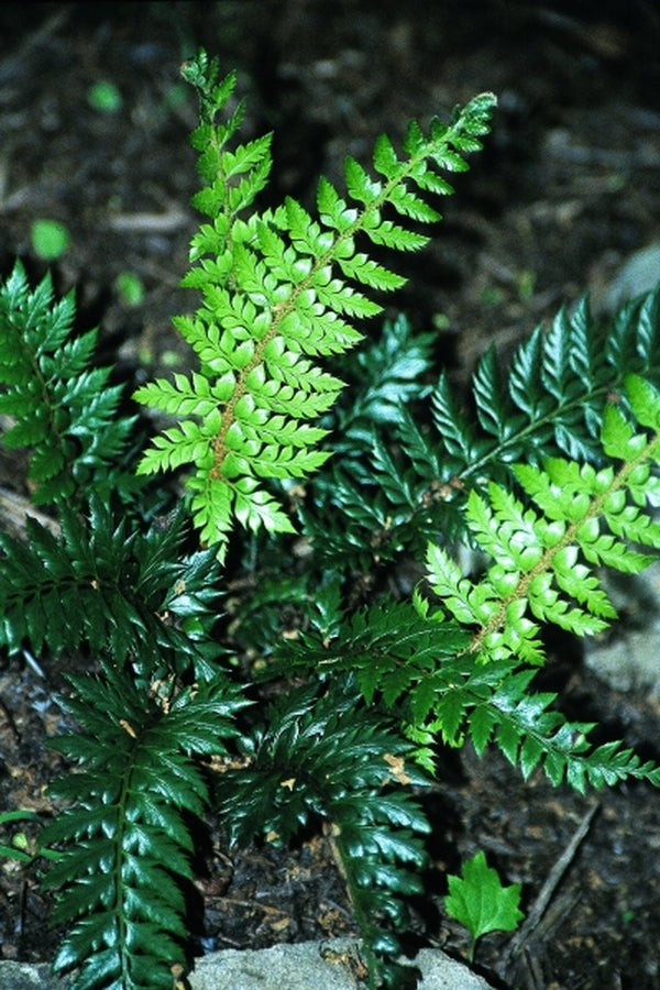 Image of Polystichum 'Spiny Holly'
