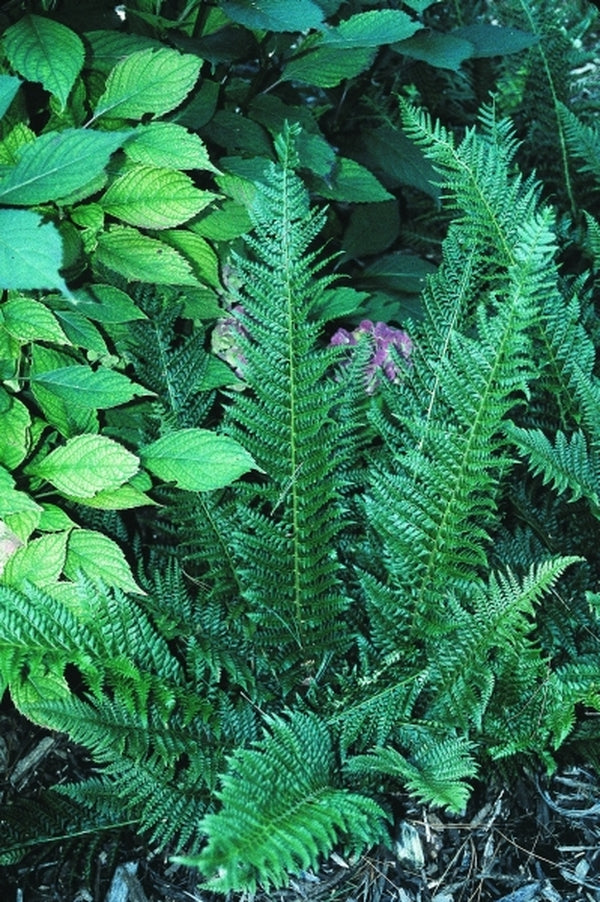 Image of Polystichum aculeatum