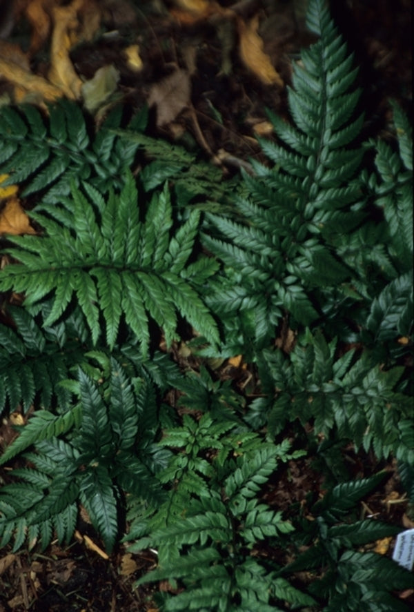 Image of Polystichum tsus-simense