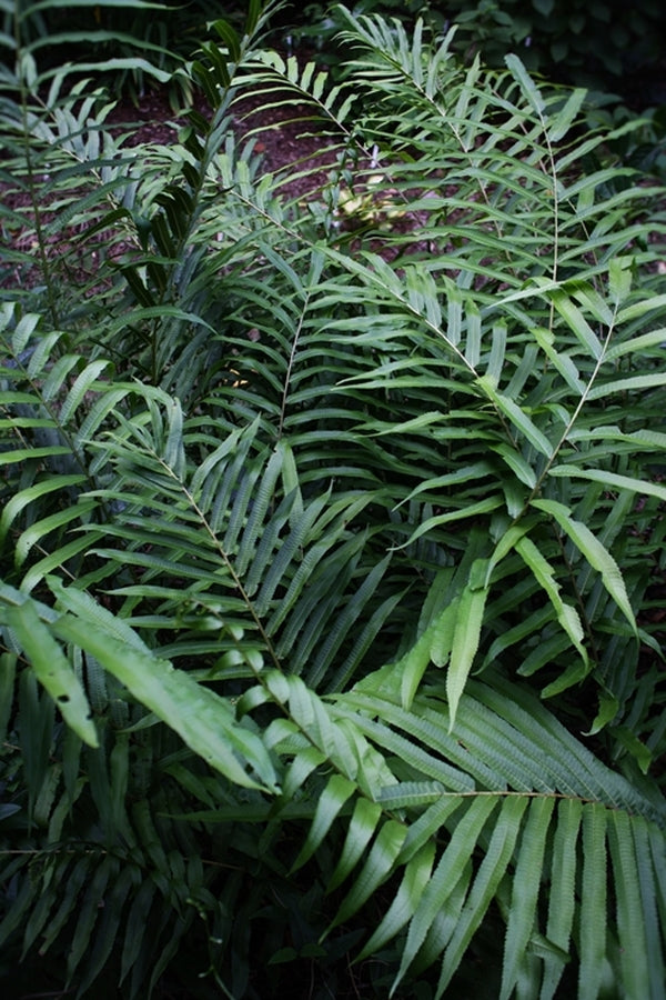 Image of Pronephrium penangianum