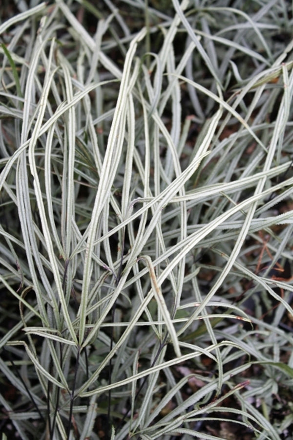 Image of Pteris actiniopteris 'Silver Illusion'