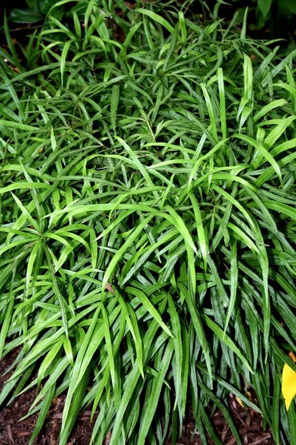 Image of Pteris cretica var. cretica 'Ping Wu'