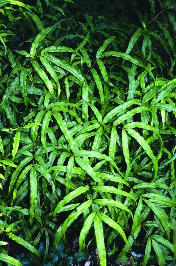 Image of Pteris cretica var. laeta 'Western Hills'