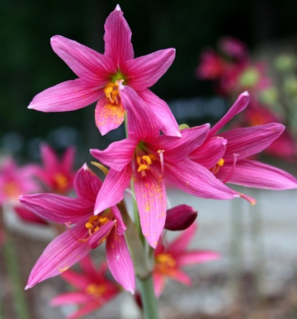 Image of Rhodophiala bifida Carmine Pink Forms