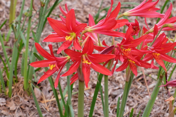 Image of Rhodophiala bifida 'Hill Country Red'