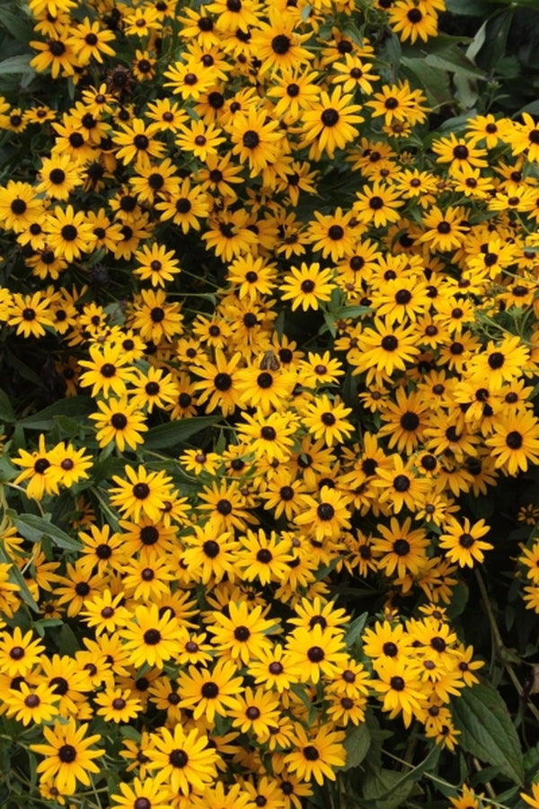 Image of Rudbeckia fulgida var. umbrosa