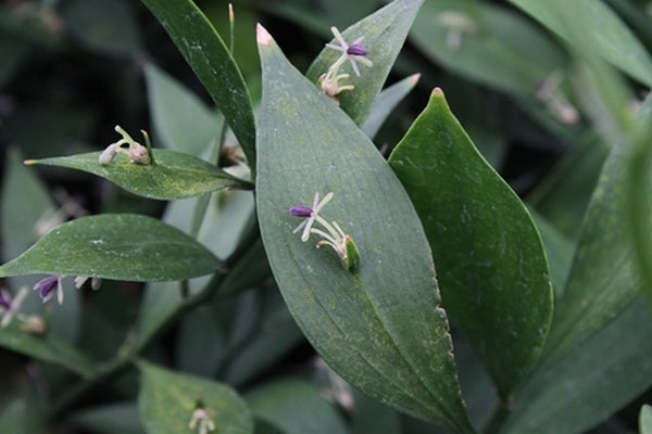 perennial broom plant