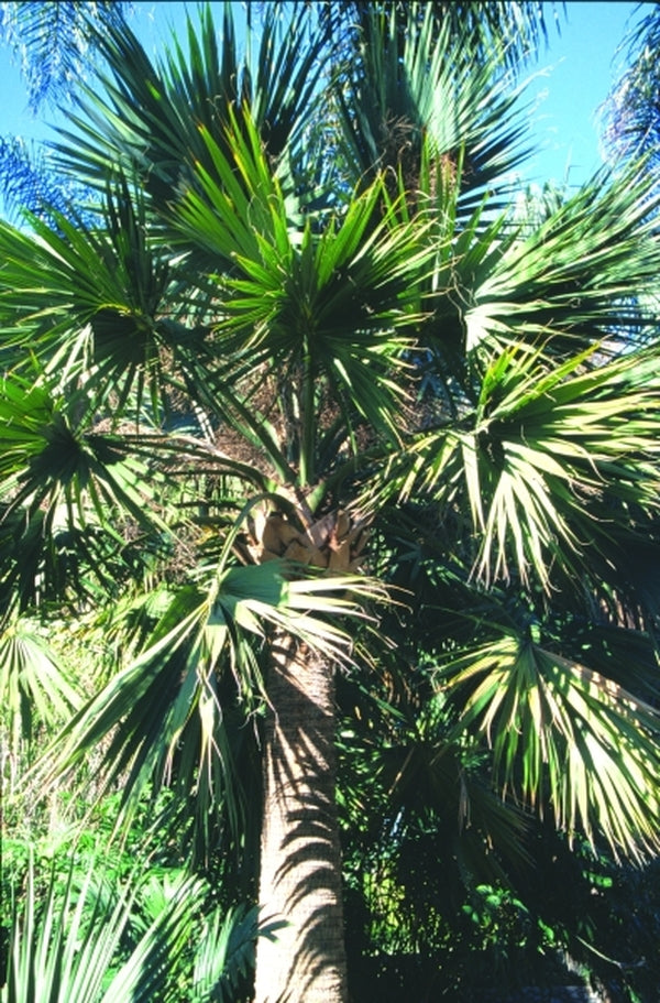 Image of Sabal mexicana