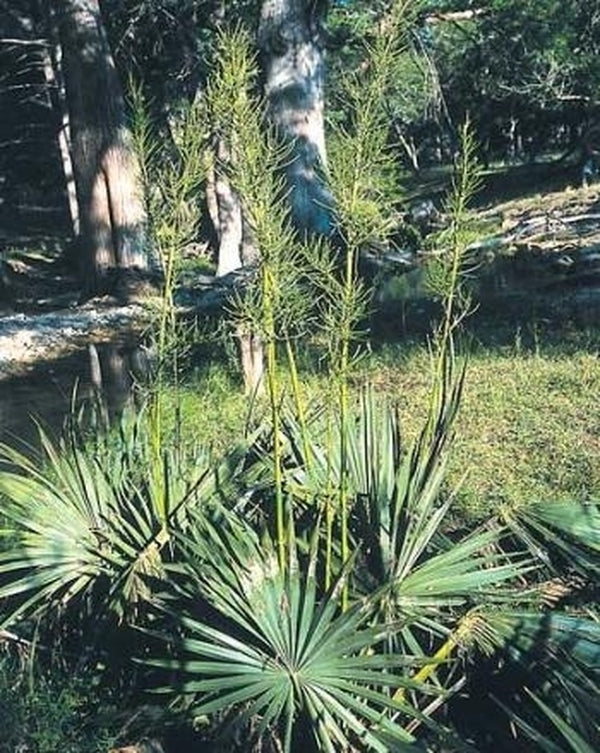 Tropical and desert plants, mostly winterhardy – Tropical Centre