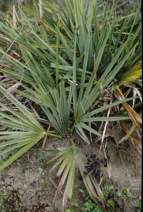 Image of Sabal minor 'Castor Dwarf'