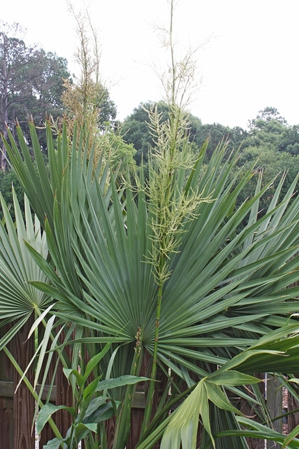 Image of Sabal minor var. louisiana