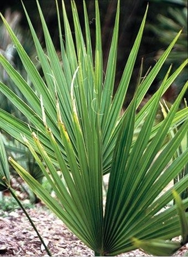 Image of Sabal rosei