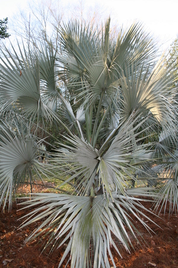 Image of Sabal uresana