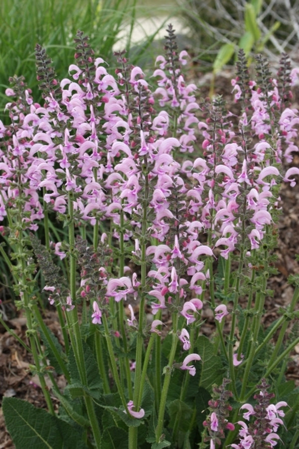 Image of Salvia 'Eveline' PP 14,905