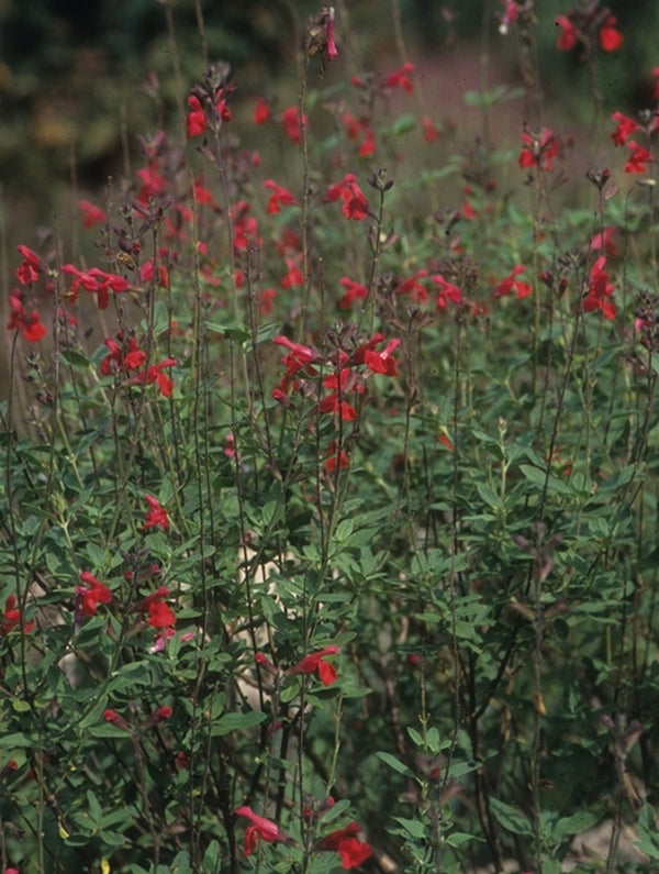 Image of Salvia 'Maraschino'