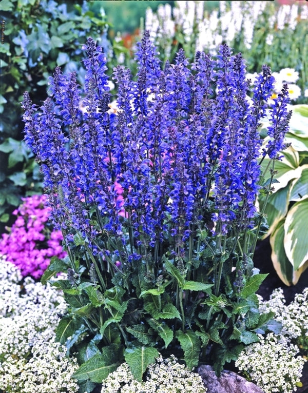 POWERS TO FLOWERS - SALVIA FARINACEA BLU IN VASO CERAMICA, pianta vera