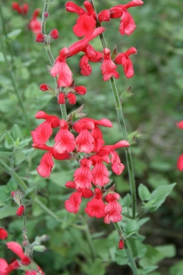 Image of Salvia darcyi