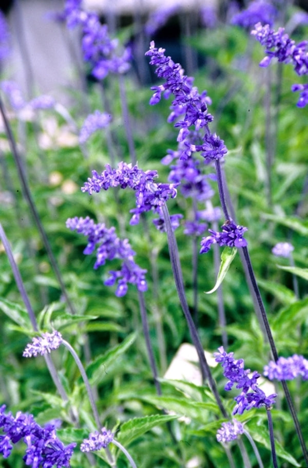 Image of Salvia farinacea 'Henry Duelberg'