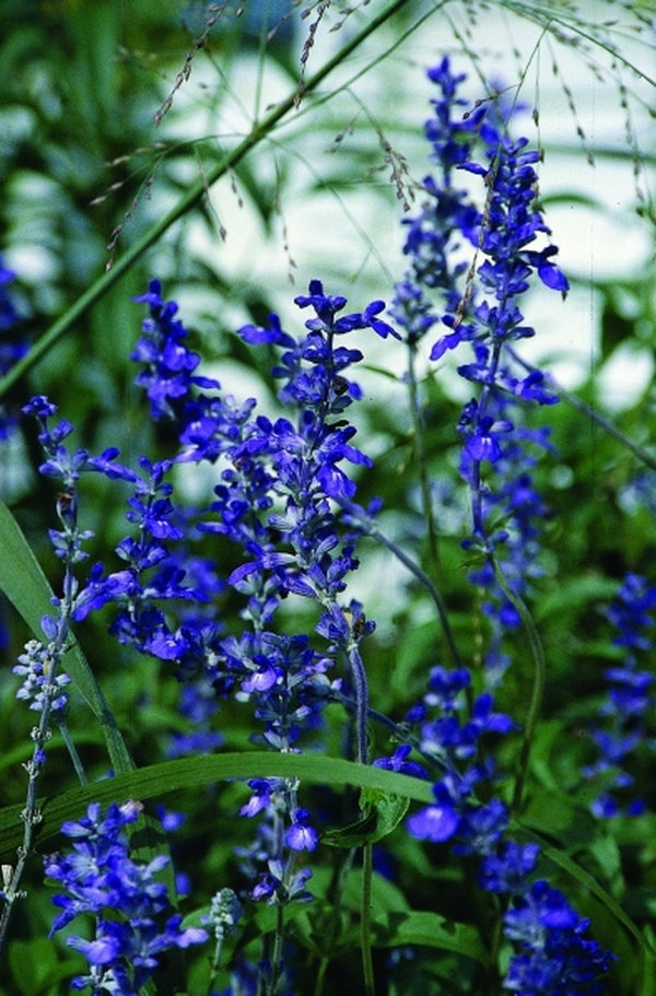 Image of Salvia farinacea