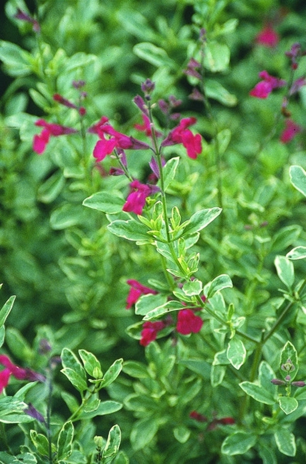 Image of Salvia greggii 'Variegata' PP 8560