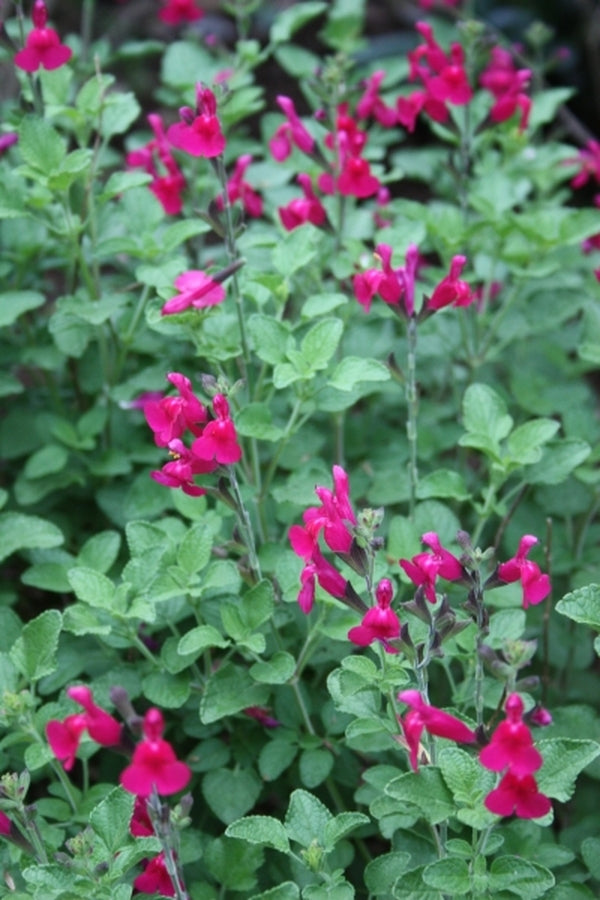 Image of Salvia microphylla 'San Carlos Festival'