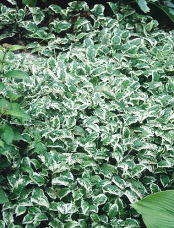 Image of Salvia nipponica 'Fuji Snow'