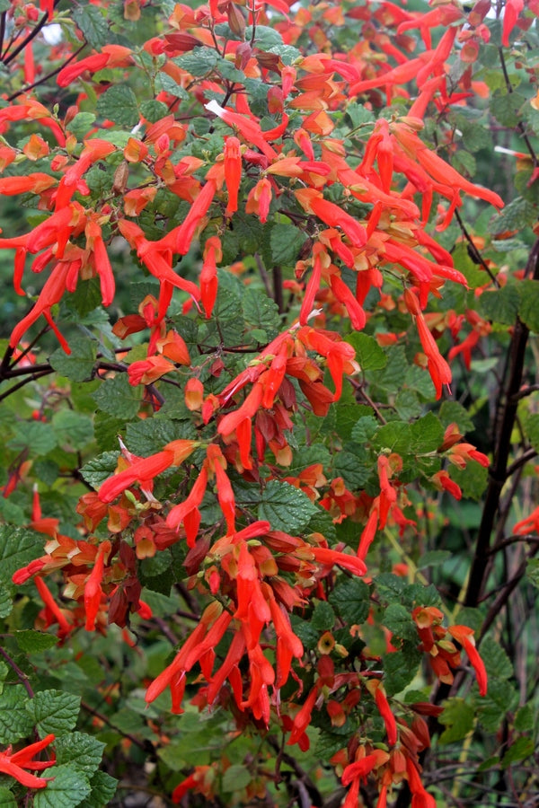 Image of Salvia regla 'Huntington Gardens'