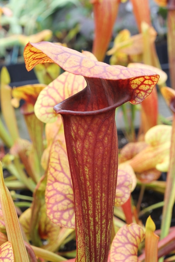 Image of Sarracenia 'Abandoned Hope'