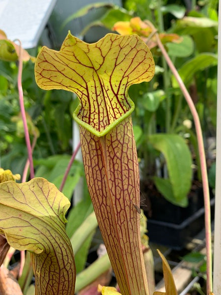 Image of Sarracenia 'Bog Witch'