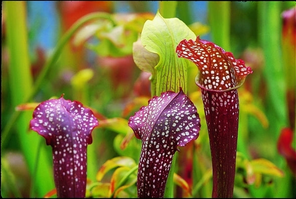 Image of Sarracenia 'Ladies in Waiting'